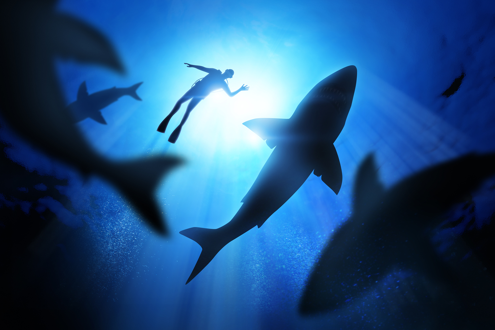 bigstock-Diver-And-Great-White-Sharks-77919848