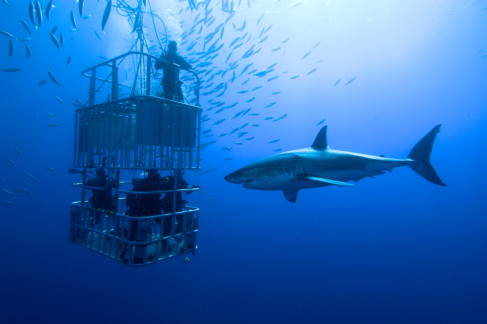 bigstock-White-shark-cage-48822041 (2)