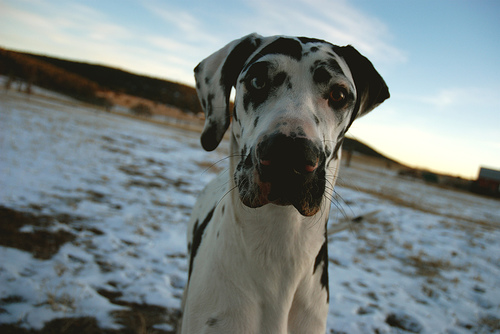 great dane free to share