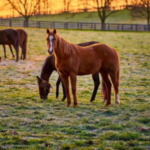 Two horses stand in a grassy field at sunrise, evoking the peaceful start to a day chasing exclusive travel nurse jobs across the countryside. A fence and bare trees are in the background.